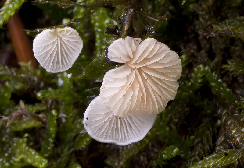 Crepidotus epibryus